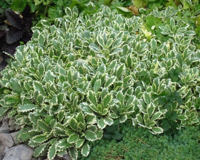 Арабис кавказский "Вариегата"