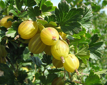 Крыжовник "Родник"