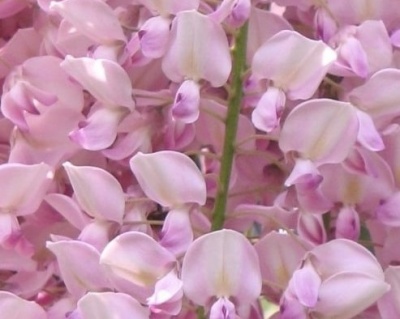 Глициния обильноцветущая "Хонбени"