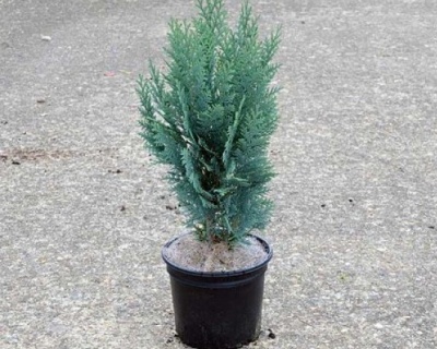 Кипарисовик Лавсона "Колумнарис"