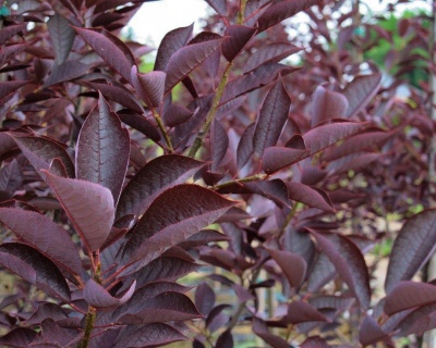 Черемуха красная "Колората"