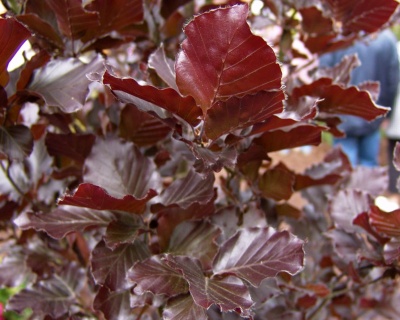 Бук лесной "Дэвик Пурпл"