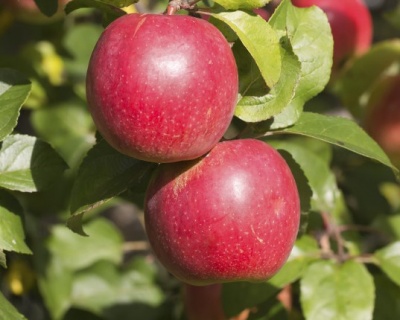 Яблоня "Коваленковское"