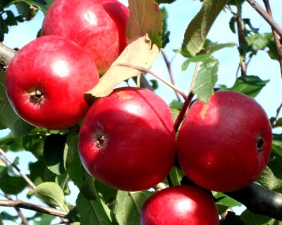 Яблоня колоновидная "Останкино"