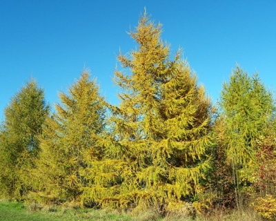Лиственница Европейская
