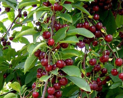 Вишня "Жуковского"