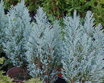 Кипарисовик Лавсона "Блю Сюрпрайз"