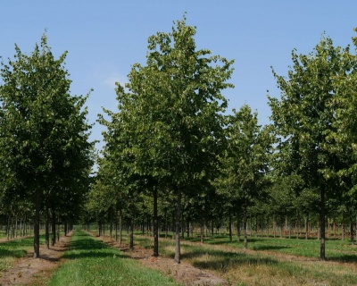 Липа европейская "Паллида"