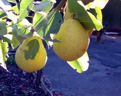 Груша "Янтарная"