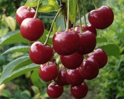 Вишня "Норд Стар ("Северная Звезда")"