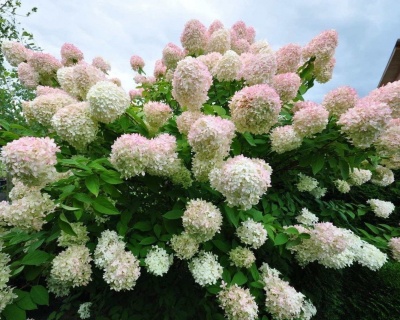 Гортензия метельчатая "Грандифлора" (Grandiflora)