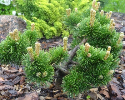 Сосна горная "Якобсен"