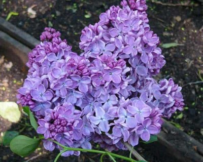 Сирень "Космос"