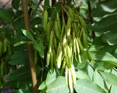 Ясень обыкновенный