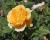 Пионовидная Роза «Голден Селебрейшен» 