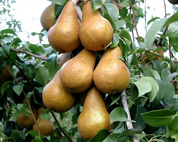 Груша колоновидная "Москвичка"