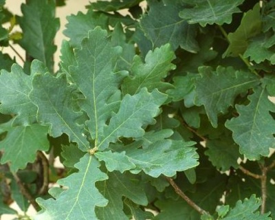 Дуб черешчатый "Фастигиата"