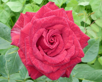 Роза Чайно-Гибридная «Ред Интуишн» 