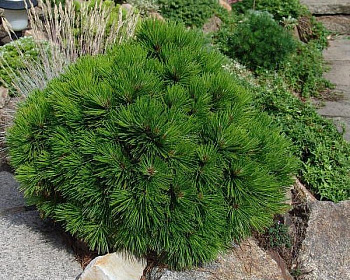 Сосна Гельдрейха "Компакт Джем"