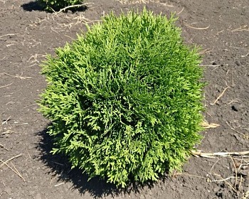 Туя западная "Литл Джем"