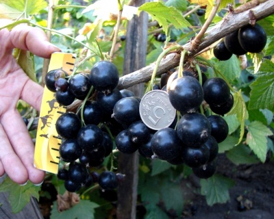 Смородина "Селеченская-2"