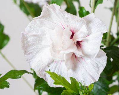 Гибискус «Чайна Шифон»