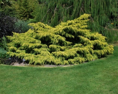 Можжевельник Китайский "Куривао Голд"