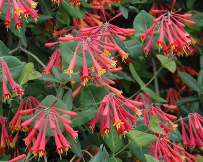 Жимолость Брауна "Фуксиойдес"(P-9)