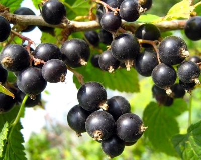 Смородина "Черешневая"