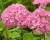 Гортензия древовидная "Белла Анна" (Bella Anna)