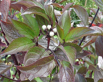 Дерен белый "Кессельринги" (Kesselringii)