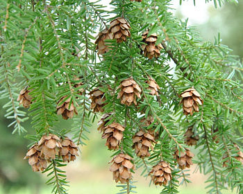 Тсуга западная