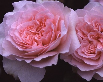 Пионовидная Роза «Миранда»