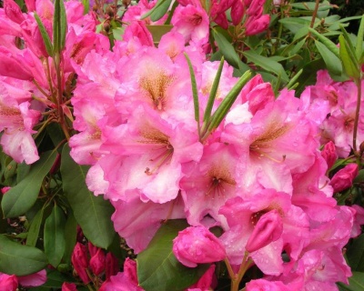 Рододендрон "Дюк оф Йорк"