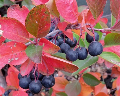 Рябина черноплодная "Рубино"