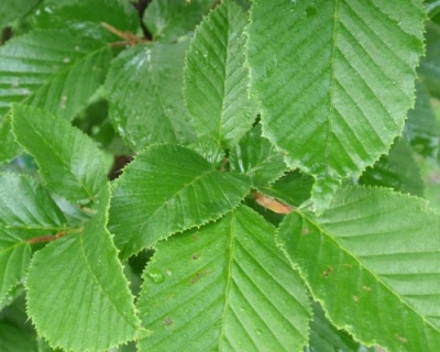 Граб обыкновенный "Фастигиата"