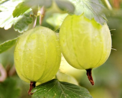 Крыжовник "Белый Триумф"