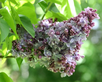 Сирень "Анри Робер"