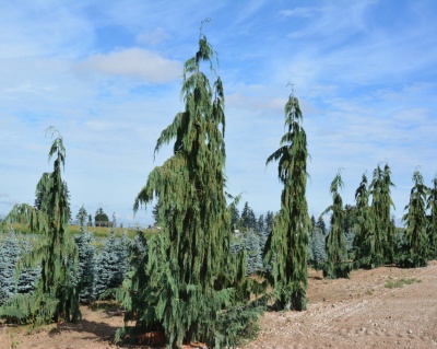 Кипарисовик Нутканский "Пендула"