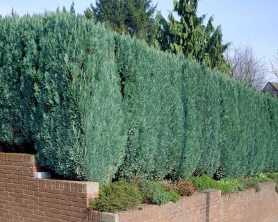 Кипарисовик Лавсона "Колумнарис"