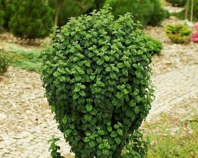 Дерен красный "Компресса" (Compressa)