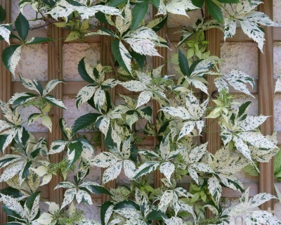 Виноград девичий пятилисточковый "Стар Шоуерс"(P-9)