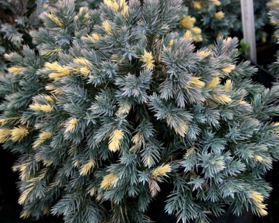 Можжевельник чешуйчатый "Голден Флейм"