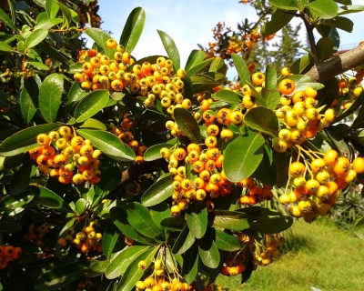 Пираканта "Солейл Дор"