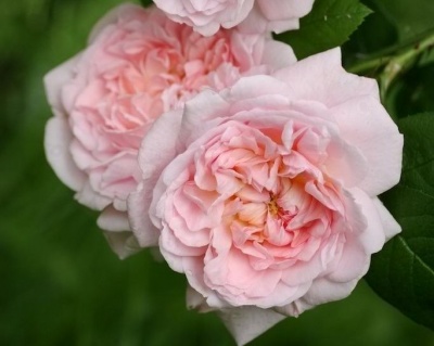 Пионовидная Роза «Эглантин»