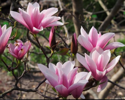 Магнолия "Хевен Сцент"