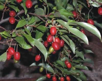 Гуми 'Крильон'