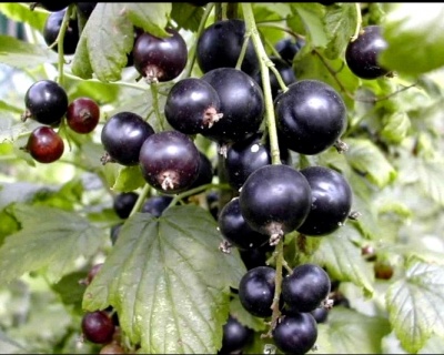 Смородина "Лентяй"