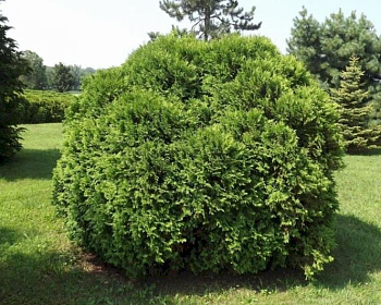 Туя западная "Ховея"