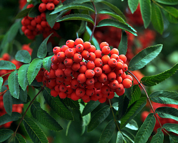 Рябина обыкновенная